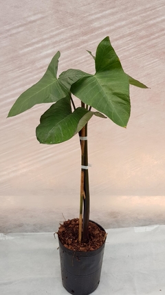 Alocasia negra - comprar online