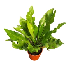 Asplenium