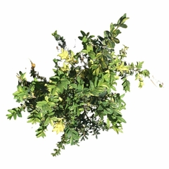 Buxus Aureovariegata Elegans - comprar online