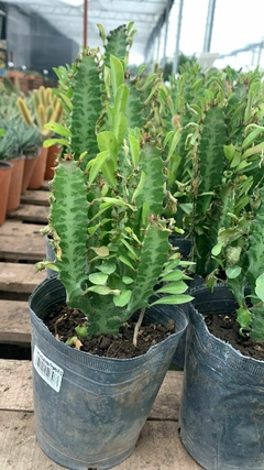 Euphorbia Trigona - VallsGarden