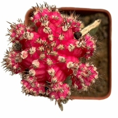 Cactus Injertado Mihanovichi de Color - comprar online