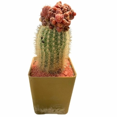 Cactus Injertado Mihanovichi de Color en internet