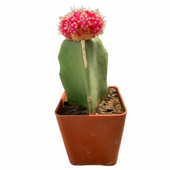 Cactus Injertado Mihanovichi de Color
