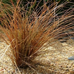 Carex Buchanani