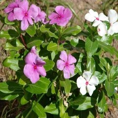 Vinca Pervinca en internet