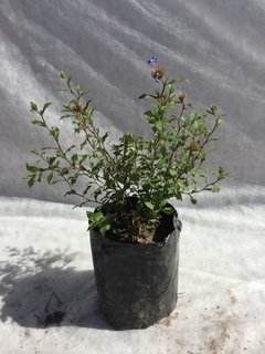 Ceratostigma Plumbaginoides - comprar online