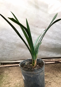 Clivia Miniata - comprar online