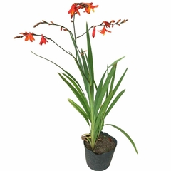 Crocosmia