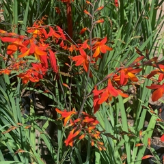 Crocosmia en internet