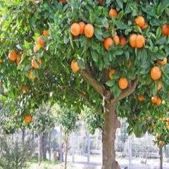 Mandarina Murcortt