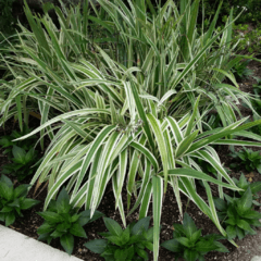 Dianella Tasmanica Variegata