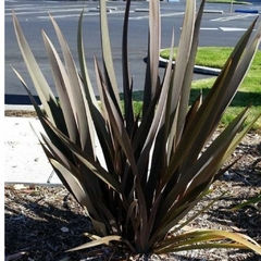 Phormium atropurpurea