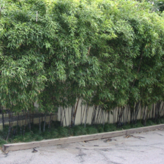 Phyllostachys bambusoides nigra (Bambú negro) 7l