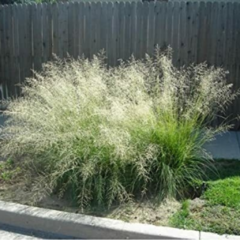 Eragrostis curvula