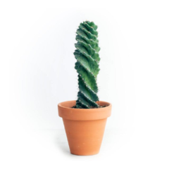 Cactus espiralado