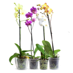 Orquídea Phaleonopsis - comprar online