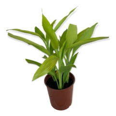 Dracena sanderiana amarilla