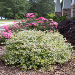 Abelia grandiflora nana variegata alba