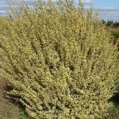 Ligustrum sinense var. alba - comprar online