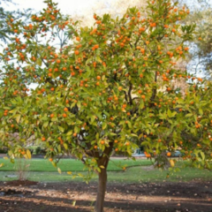 Mandarina Criolla