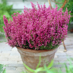 Erica Carnea