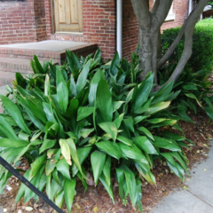 Aspidistra