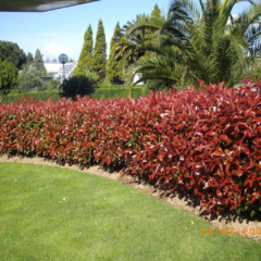 Photinia