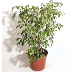 Ficus Benjamina Disciplinado - comprar online