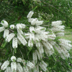Melaleuca linearifolia