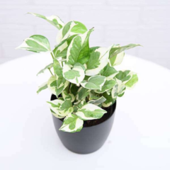 Pothus Joy - comprar online