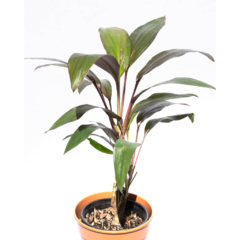 Dracena Rubra