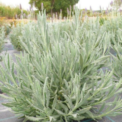 Lavanda Lanatta - comprar online