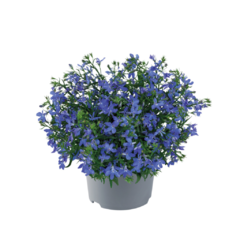 Lobelia