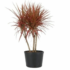 Dracena Tricolor