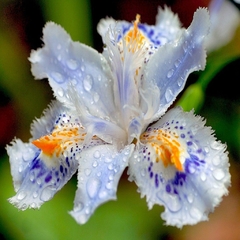 Iris Japonico - comprar online