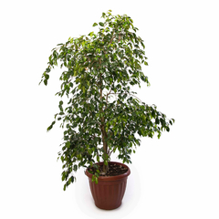 Ficus Benjamina