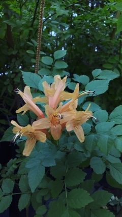 Tecomaria Capensis Harmony Gold en internet