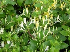 Lonicera Japonica - comprar online