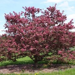 Manzano de Flor