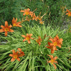 Hemerocallis Hibrido - comprar online