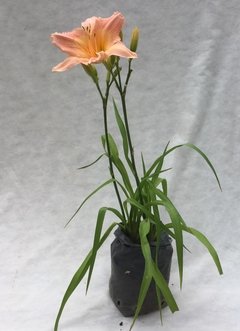 Hemerocallis Hibrido en internet