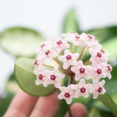 Hoya Carnosa