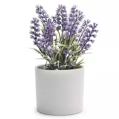 Lavanda Lanatta