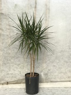 Dracena Marginata Varias Puntas - comprar online