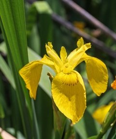 Iris Pseudoacorus - comprar online