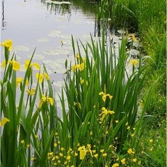 Iris Pseudoacorus