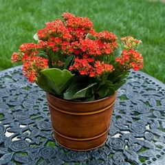 Calanchoe