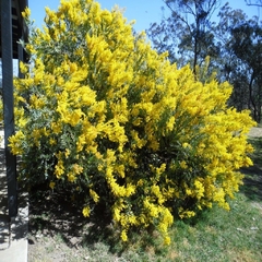 Acacia Cultriformis