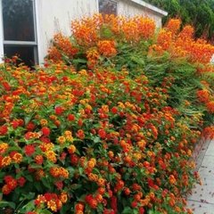 Lantana Camara