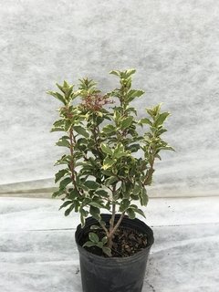 Laurentino variegado - VallsGarden